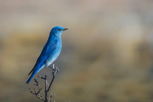 Mountain Bluebird in Estes Park